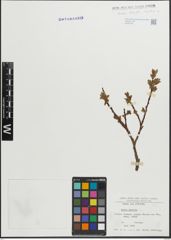 Foto von Salix hastata L.